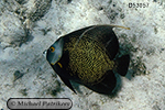 French Angelfish (Pomacanthus paru)